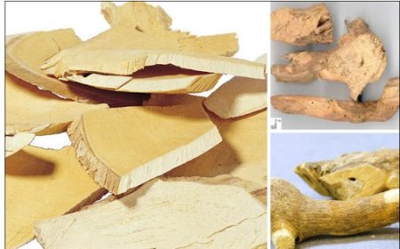 Thường Sơn (Radix Dichroae): Vị Thuốc Trị Sốt Rét, Hóa Đàm và Gây Nôn Mửa