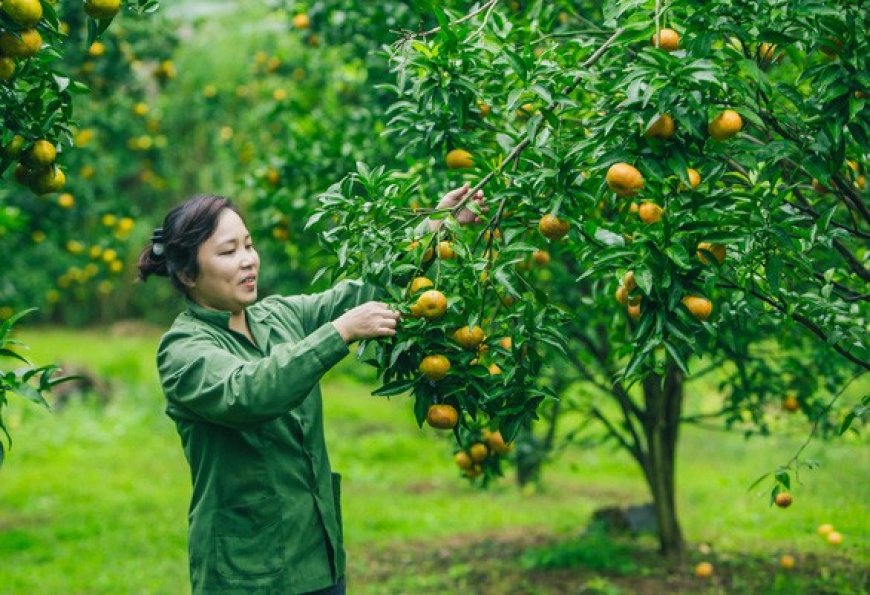 3. Trồng cây ăn quả đặc sản