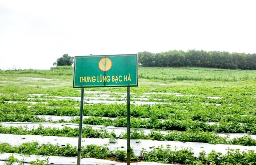 7. Trồng dược liệu