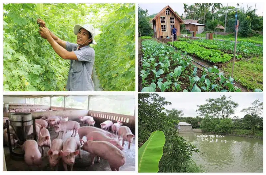 10 Cách Làm Giàu Hiệu Quả Ở Nông Thôn Mà Bạn Nên Thử