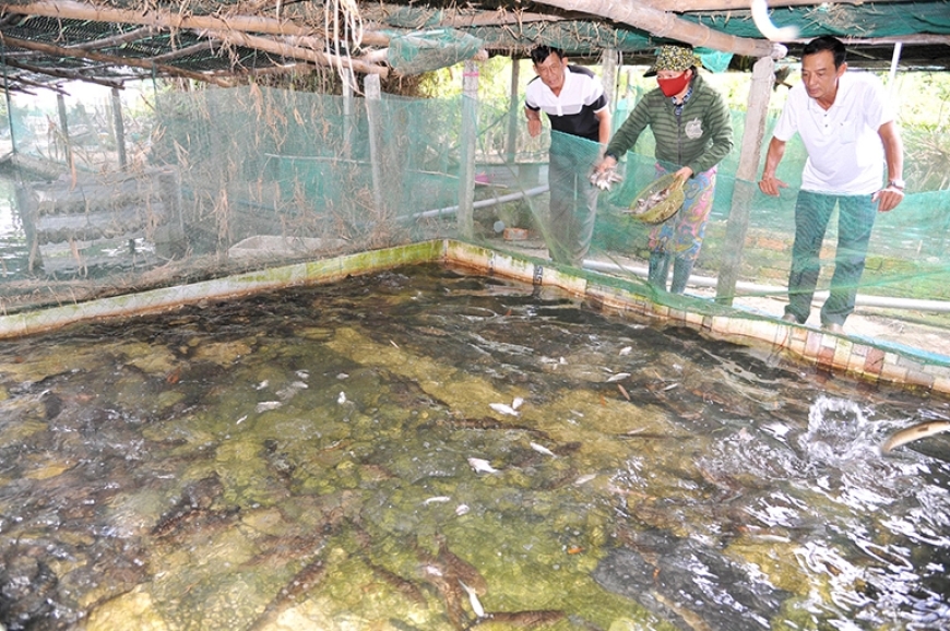 8. Nuôi cá lóc trong bể xi măng