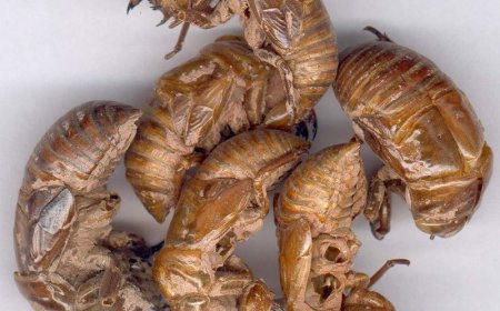 Thuyền Thoái (Periostracum Cicadae): Vị Thuốc Đông Y Tán Phong Nhiệt và Giải Ban