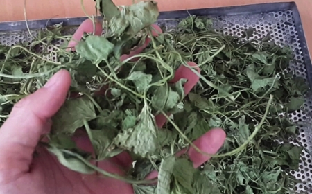 Vị thuốc Tích Tuyết Thảo (Herba Centellae)