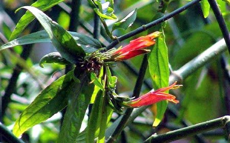 Tổng Quan về Cây Mảnh Cộng (Clinacanthus nutans)