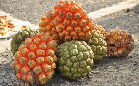 Dứa Dại - Vị Thuốc Quý Trong Y Học Cổ Truyền