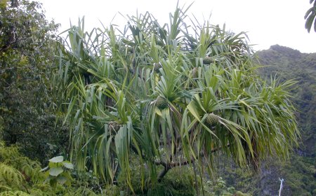 Cây dứa dại: Tác Dụng và Cách Dùng Cây Dứa Dại Trong Y Học Cổ Truyền