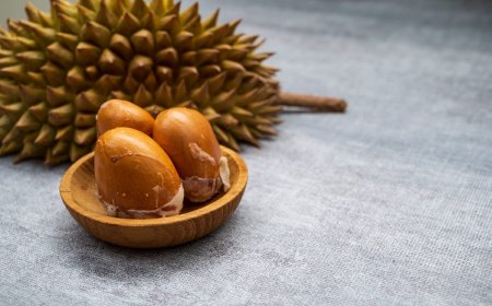 Vị Thuốc Bổ Ngang Nhân Sâm Ngay Trong Quả Sầu Riêng: Hạt Sầu Riêng