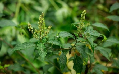 100 Loại Cây Dược Liệu Quý Tại Việt Nam: Công Dụng và Cách Sử Dụng