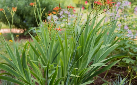 Rẻ Quạt (Xạ Can, Lưỡi Đồng): Công Dụng và Cách Sử Dụng Hiệu Quả