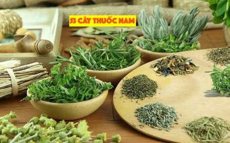 53 Loại Cây Thuốc Quý tại Việt Nam: Công Dụng và Cách Sử Dụng Hiệu Quả