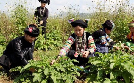 Hướng Dẫn Mức Chi Hỗ Trợ và Phương Thức Hỗ Trợ Thực Hiện Dự Án Phát Triển Vùng Dược Liệu Quý