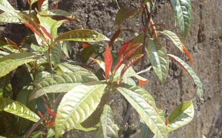 Đơn Mặt Trời (Excoecaria cochinchinensis Lour.)