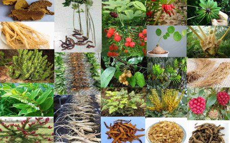 23 Loài Dược Liệu Quý Hiếm và Đặc Hữu Cần Kiểm Soát