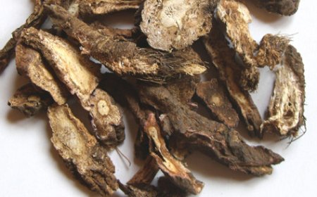 Tiền Hồ (Radix Peucedani): Công Dụng và Đặc Tính