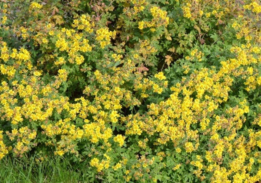 Cây Cúc Hoa Vàng - Chrysanthemum Indicum L