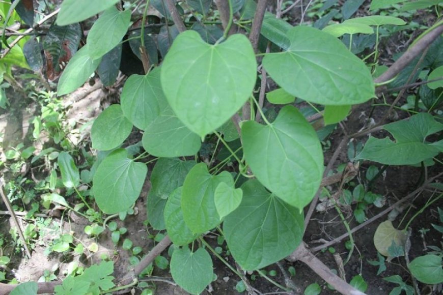 Dây đau xương, Tục cốt đằng – Tinospora sinensis (Lour.) Merr. (T. tomentosa Miers)