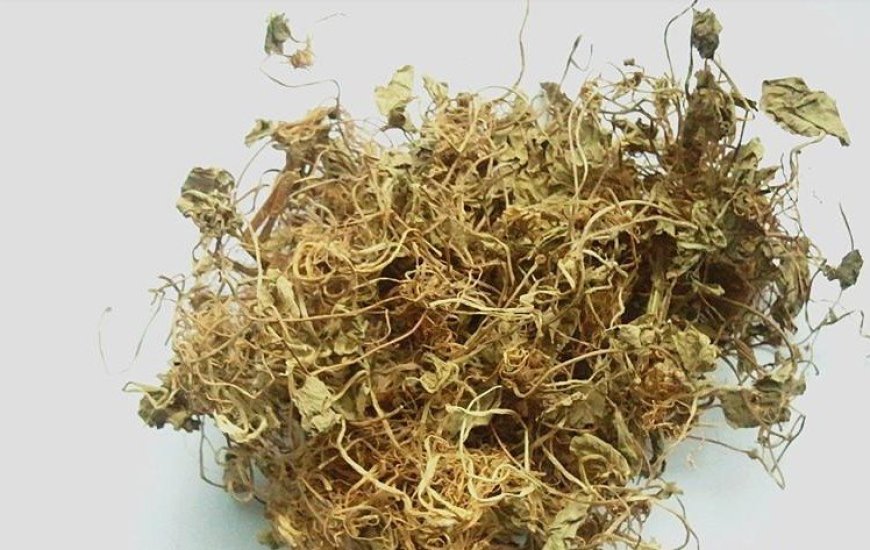 Vị thuốc Tích Tuyết Thảo (Herba Centellae)