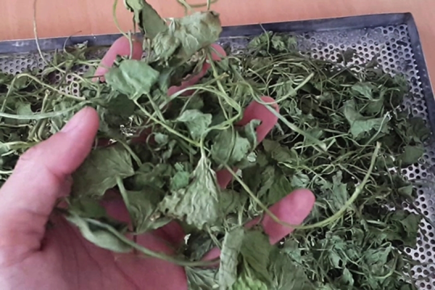 Vị thuốc Tích Tuyết Thảo (Herba Centellae)