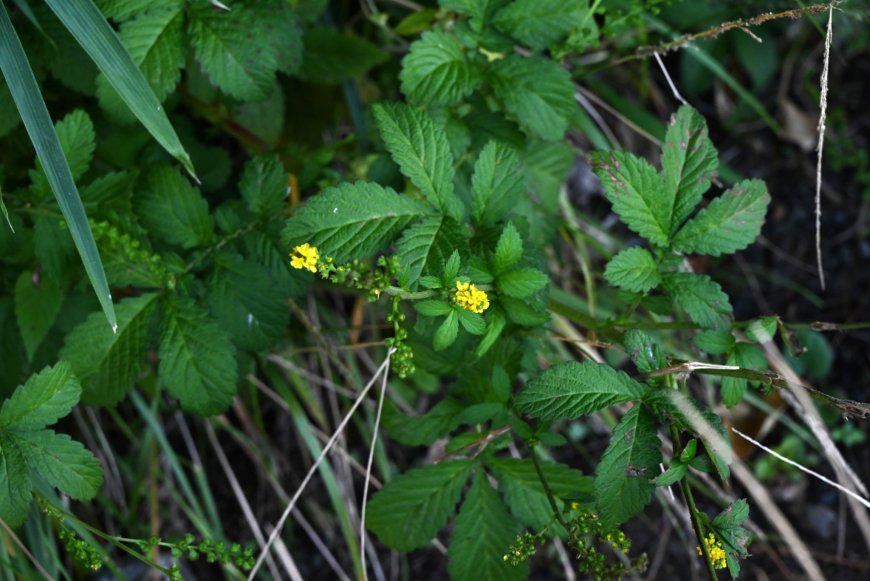 Vị thuốc Tiên Hạc Thảo (Herba et Gemma Agrimoniae)