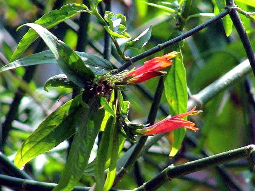 Tổng Quan về Cây Mảnh Cộng (Clinacanthus nutans)