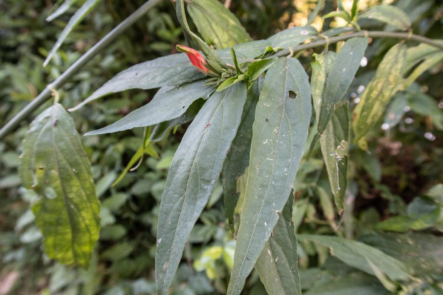 Tác Dụng Phụ của Cây Mảnh Cộng (Clinacanthus nutans)