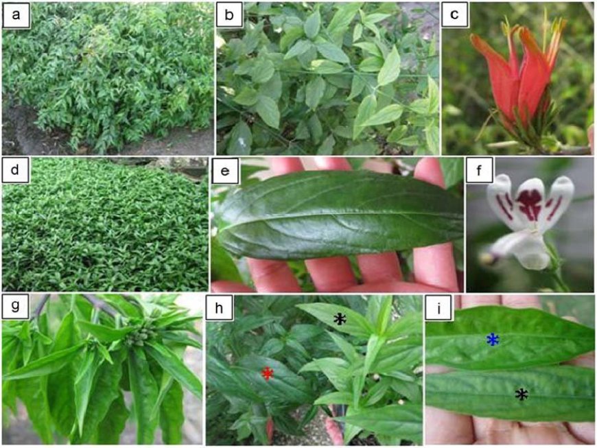 Tính Khả Thi của Dự Án Trồng Cây Mảnh Cộng (Clinacanthus nutans)