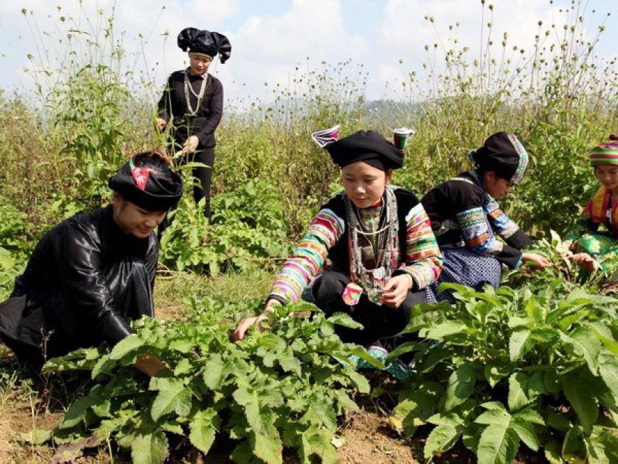 Hướng Dẫn Mức Chi Hỗ Trợ và Phương Thức Hỗ Trợ Thực Hiện Dự Án Phát Triển Vùng Dược Liệu Quý