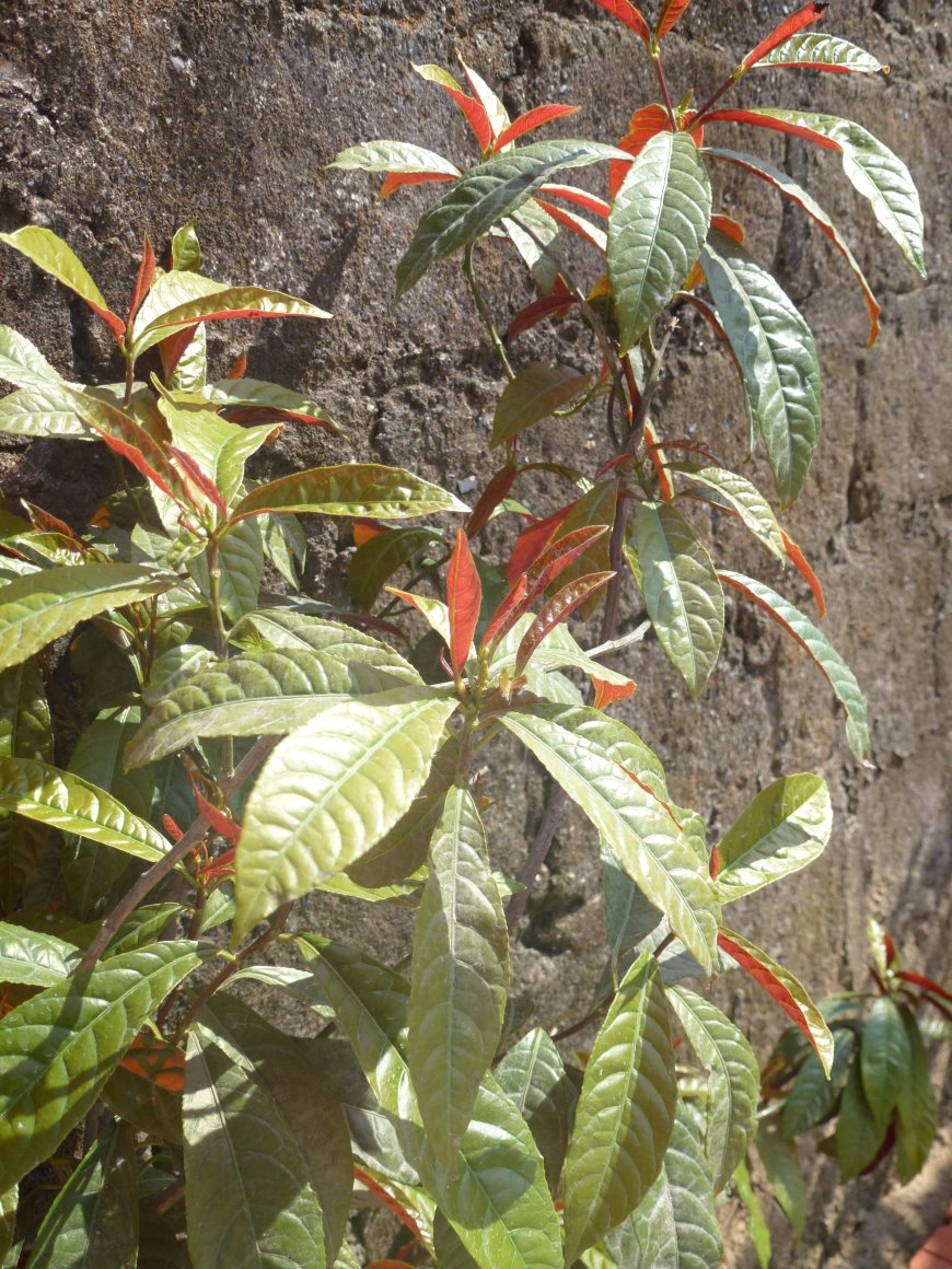 Đơn Mặt Trời (Excoecaria cochinchinensis Lour.)