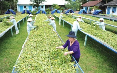 Dự thảo Thông tư hướng dẫn phương pháp chế biến dược liệu