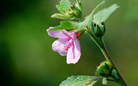 Cây Ké Hoa Đào (Phan Thiên Hoa) – Urena lobata L. (Urena monopetala Lour., Urena sinuata L., Urena scabruiscula DC.)