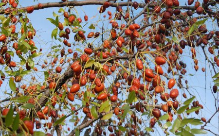 Táo ta, Táo chua, táo nhục - Ziziphus jujuba Mill. (Ziziphus mauritiana Lam.)