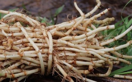 Cỏ tranh, Bạch mao: Công Dụng và Cách Dùng Cây Cỏ Tranh Trong Y Học Cổ Truyền