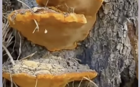 Nấm Tang Hoàng (Phellinus baumii): Công Dụng và Tác Dụng Dược Lý