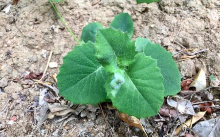 Rau má lá rau muống, hồng bối diệp, dương đề thảo, nhất điểm hồng, cây rau má lá rau muống cuống rau răm, tiết gà, tam tróc, rau chua lè, hoa mặt trời, lá mặt trời (Emilia sonchifolia (L) DC. (Cacalia sonchifolia (L), Gunura calyculata DC.))