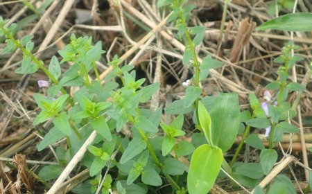 Cây Hoàng Cầm Râu (Bán Chi Liên) - Scutellaria barbata