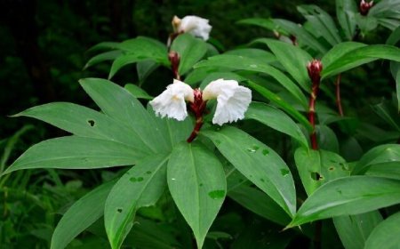 Khám Phá Công Dụng Và Cách Sử Dụng Cây Mía Dò (Cheilocostus speciosus)