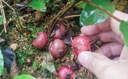 Khám Phá Công Dụng Và Cách Sử Dụng Cây Sung Đất (Ficus tikoua)