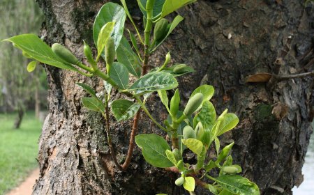 Lợi Ích Sức Khỏe của Lá Mít: Khám Phá Tác Dụng Dược Liệu Quý