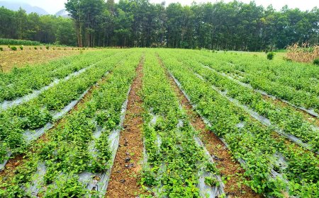 Tiêu Chuẩn Trồng Cây Dược Liệu: Đảm Bảo Chất Lượng và An Toàn cho Sản Phẩm Dược Phẩm