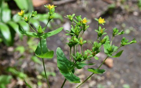 Lưu Ký Nô, Ban Lá Dính (Hypericum sampsonii Hance): Thảo Dược Quý Trong Y Học Cổ Truyền