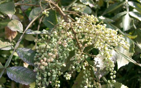 Cây Muối (Rhus chinensis Mill.): Thảo Dược Quý Với Nhiều Công Dụng Chữa Bệnh