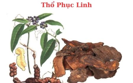 Thổ Phục Linh (Smilax Glabra Roxb): Dược Liệu Quý Trong Y Học Cổ Truyền