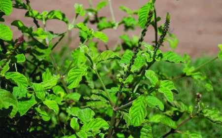 Cỏ Xước (Achyranthes aspera): Lợi Ích Sức Khỏe Và Ứng Dụng Trong Y Học Cổ Truyền