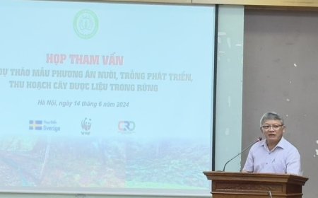 Tham Vấn Xây Dựng Mẫu 'Phương Án Nuôi, Trồng, Phát Triển, Thu Hoạch Cây Dược Liệu Trong Rừng'