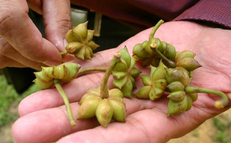 Đại Hồi (Illicium verum): Dược Liệu Quý Với Nhiều Tác Dụng Trong Y Học Cổ Truyền