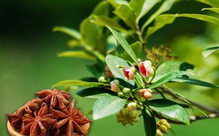 Đại Hồi (Fructus Anisi Stellati): Công Dụng Trong Y Học Cổ Truyền Và Nghiên Cứu Hiện Đại