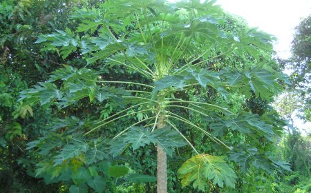 Papain: Enzyme Từ Đu Đủ và Những Ứng Dụng Trong Y Học