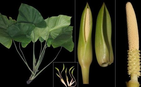 Thiên niên kiện Côn Đảo là loài dược liệu mới được mô tả, công bố.