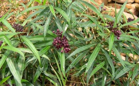 Tìm hiểu về cây Bạch Tiền: Đặc điểm, tác dụng và cách sử dụng trong y học cổ truyền