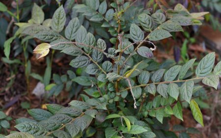 Bòn Bọt (Glochidion eriocarpum) - Tác Dụng Y Học và Khả Năng Ức Chế Tế Bào Ung Thư